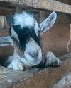 The Country Smallholder