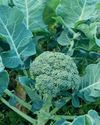 Planning to Grow Something New Can be Exciting6