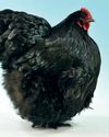 Big, beautiful breeds that you could help to survive17