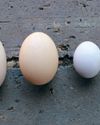 Eggs are a miracle of design that we should admire21