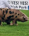 Starting with Pigs - before you start7