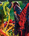 Vivid Vegetables to bring a splash of colour all year round13