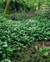 The Country Smallholder