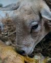 Know all about storing and using colostrum9