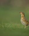 Helping wildlife - it's a two- way street!23