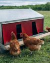 A quick look at what's on the market for our chickens20