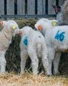 Making the most of student help during lambing30