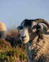 How do native and commercial sheep breeds compare when grazing on different types of forage in the Yorkshire Dales?24