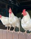 The Country Smallholder