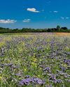 The Country Smallholder