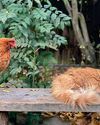 Hen pals: do chickens play nicely with other animals?17