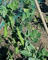 The Country Smallholder