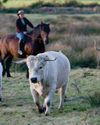 The Country Smallholder