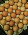 Achieving strong and uniform egg shells18