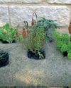 Sow, grow and harvest at home10