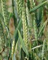 The Country Smallholder