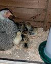 Understand your broodies and how to manage them14