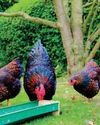 Feeding for health and resilience in chickens and waterfowl16
