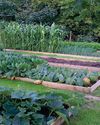 Growing Multiple Crops Pays Dividends11