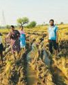 వరికొయ్యలను తగలబెట్టడం ద్వారా భూమిలో సేంద్రీయ కర్బన శాతం తగ్గుతుంది వరికొయ్యలను తగలబెట్టడం ద్వారా భూమిలో సేంద్రీయ కర్బన శాతం తగ్గుతుంది4