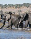 Call of the wild: baby beasts and24
