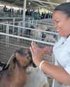 Cruelty takes a toll on animals – and the woman who defends them Cruelty takes a toll on animals – and the woman who defends them9