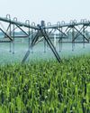 Dirty water taints food crops Dirty water taints food crops5