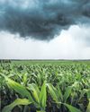 La Niña has arrived with good news for SA's maize farmers La Niña has arrived with good news for SA's maize farmers9