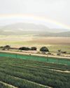 Rooibos exports soar even as global warming stresses farmers11