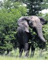 Elephants aren't the ecological6
