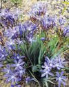 Wildflower seekers find their joy up mountains and down valleys1