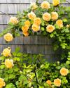 Better Homes & Gardens US