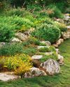 LET SEDUM RING LET SEDUM RING1