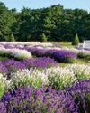 THINGS TO DO ON WASHINGTON ISLAND THINGS TO DO ON WASHINGTON ISLAND11