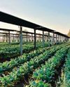 Solar Harvest Coming to a Field Near You Solar Harvest Coming to a Field Near You