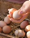 8 Eggcellent Ideas From Successful Farming