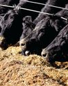 Are Probiotics Right for Beef Cattle? Are Probiotics Right for Beef Cattle?