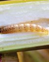 The 'Billion-Dollar Pest' Reappears in Canada, Connecticut3