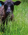 Do You Know What's Crawling On Your Cattle?2