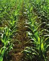 Successful Farming