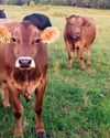 Successful Farming