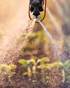 Are Insecticides Hurting Your Weed Control?5