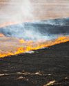 How to Conduct a Prescribed Burn7