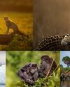 Prints for Wildlife