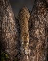 Tristan Dicks & Will Burrard-Lucas