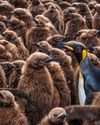 Paul Nicklen