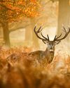 10 AMAZING AUTUMN PROJECTS TO SHOOT