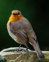 Enhance your wildlife subjects Enhance your wildlife subjects