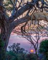 Art Wolfe & Federico Veronesi Art Wolfe & Federico Veronesi