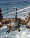 Capturing brown pelicans Capturing brown pelicans